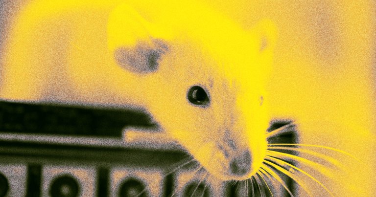 Stunning New Brain-Fat Burning Connection Discovered in Mice