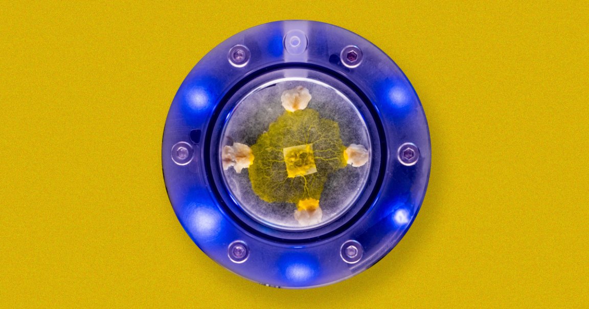 NASA just sent brainless bits of slime mold to the ISS to study how the single-celled organism's behavior is affected by microgravity.