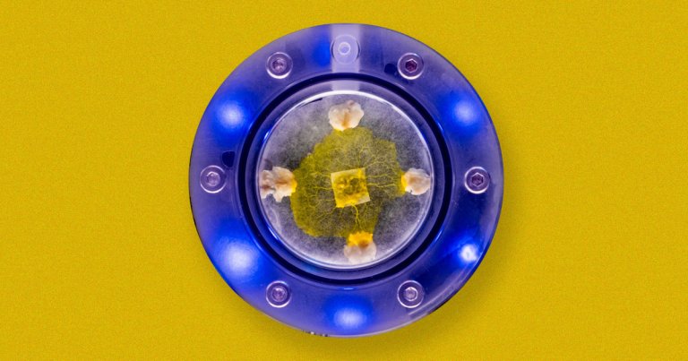NASA just sent brainless bits of slime mold to the ISS to study how the single-celled organism's behavior is affected by microgravity.