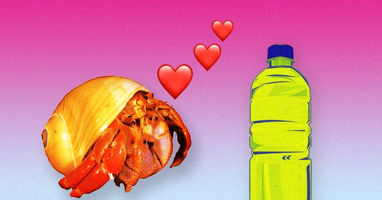 Researchers examined 40 hermit crabs off the coast of England and found that they may be "sexually excited" by oleamide, a plastic additive, in the water.
