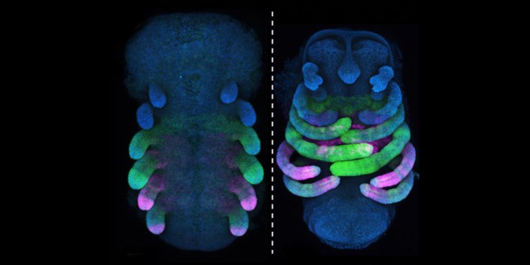 Scientists have genetically engineered daddy long legs to create a version with short legs, an effort to study how arachnids' genomes evolve over time.