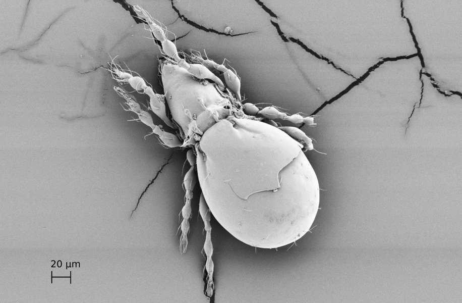 Researchers have discovered how an ancient species of all female beetle has survived without having sex.