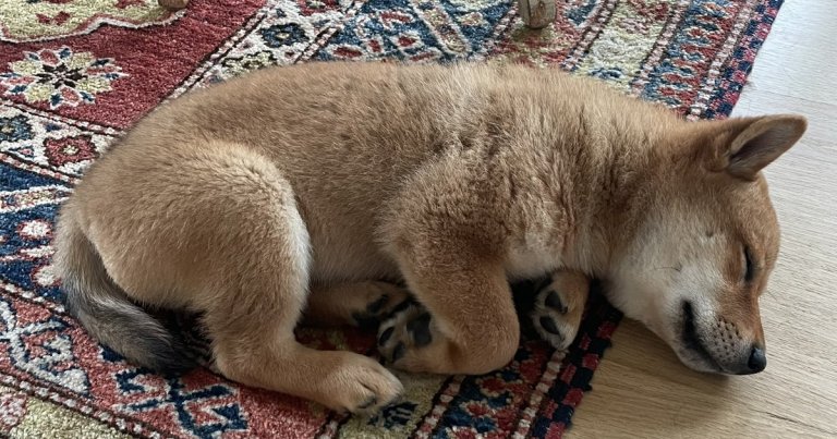 Tesla and SpaceX CEO Elon Musk has officially adopted a furry companion friend called Floki — and, of course, the internet is aflame.