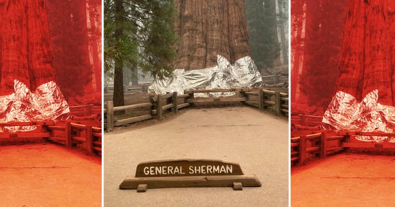 Massive wildfires in California are forcing firefighters to wrap massive trees in fire-resistant blankets, including the world's largest tree by volume.