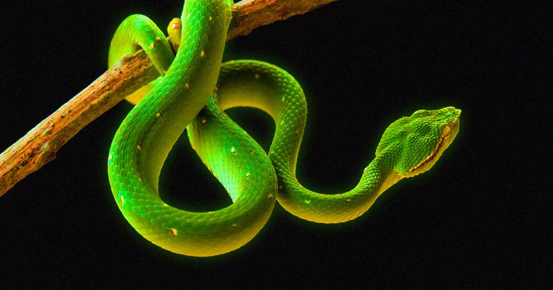 Exploding Snakes Scientists Monitoring Radioactive Snakes Near Fukushima Meltdown Site