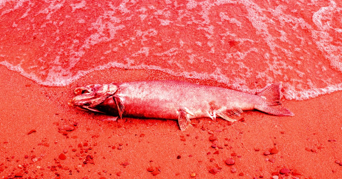 Scientists identified alarming parallels between the conditions that led to a horrific mass extinction event and the impacts of modern-day climate change.