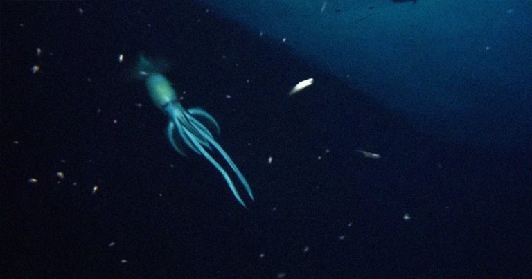 Last year, a remotely-controlled deep sea vessel got surprised by a massive sea creature while exploring a shipwreck in the Red Sea at almost 2,800 feet.
