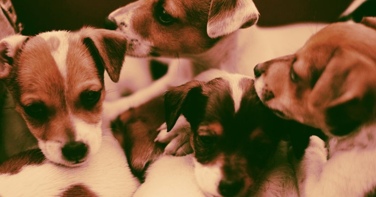 Fauci Accused of Funding Cruel Experiments on Puppies
