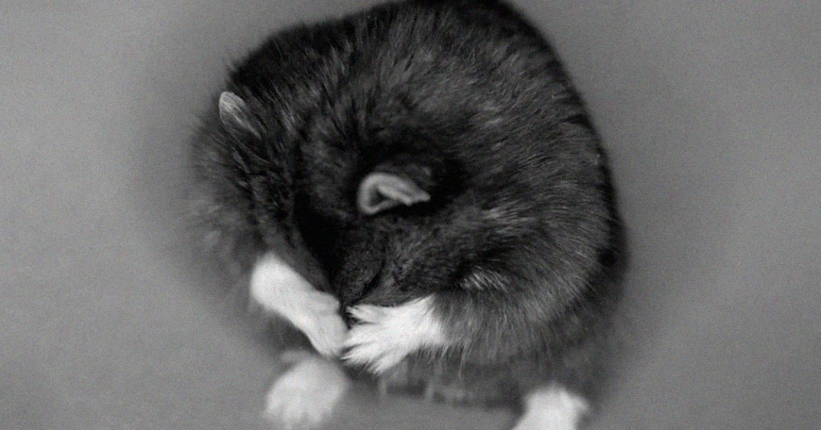 Crypto-savvy hamster Mr. Goxx, whose portfolio beat out some of the biggest traders in history, has tragically passed away. 