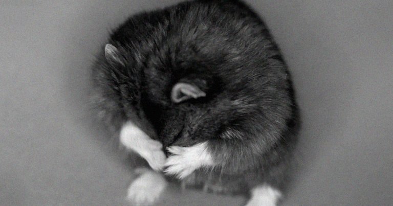 Crypto-savvy hamster Mr. Goxx, whose portfolio beat out some of the biggest traders in history, has tragically passed away. 