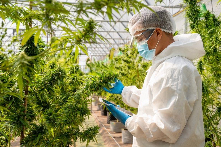 The distinctively dank aroma of cannabis has something in common with eggs, skunk spray, and hops, researchers have discovered.