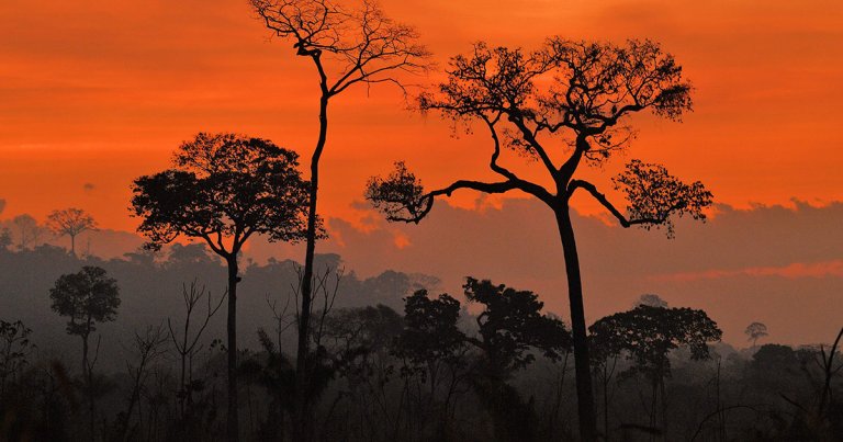 A group of scientists say that the Amazon Rainforest is on the brink of collapse — and could transform into a dry savannah in just five years.
