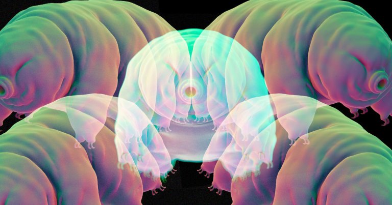A team of researchers claim to have quantum entangled frozen tardigrades, microscopic animals that are extremely hardy.