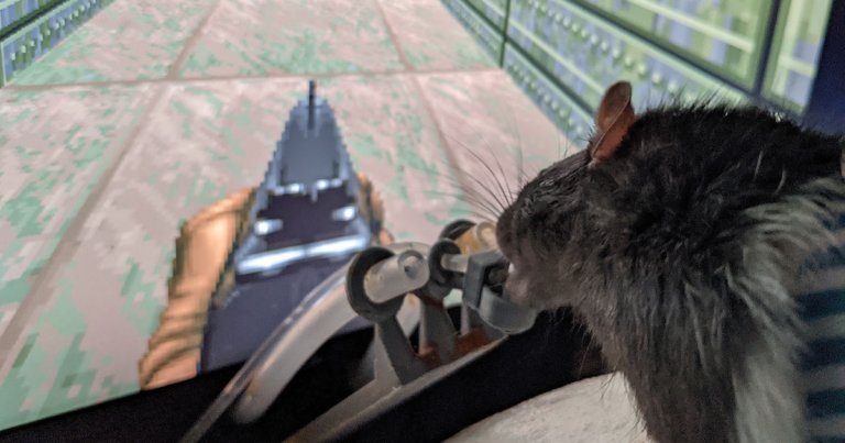 Former Feinstein Institutes neuroengineer Viktor Tóth taught three rats to play "Doom II" using a virtual reality set up. Here's how he did it.