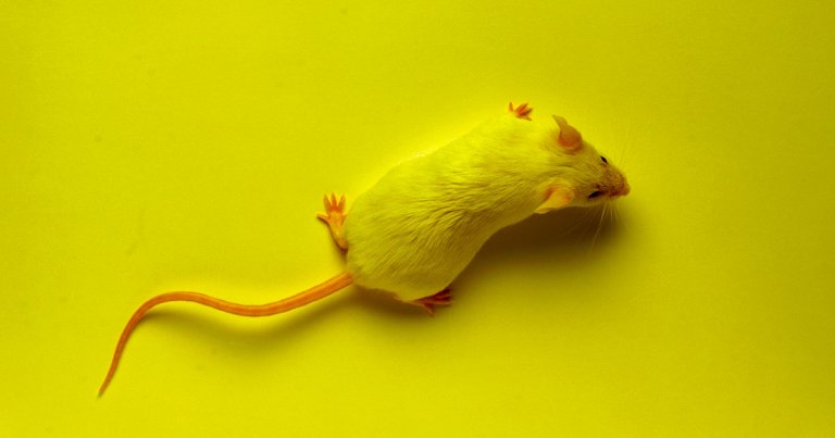 Vaccine Successfully Stalls Elements of Aging in Mice