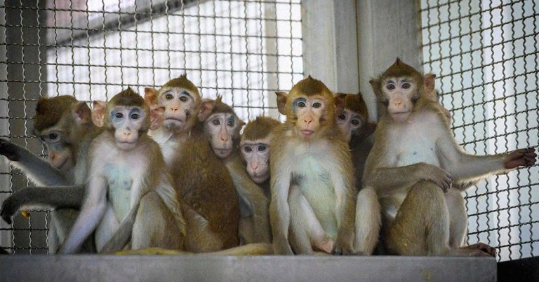 The three monkeys were recaptured on Saturday evening before being euthanized. The CDC didn't clarify why they were put down.
