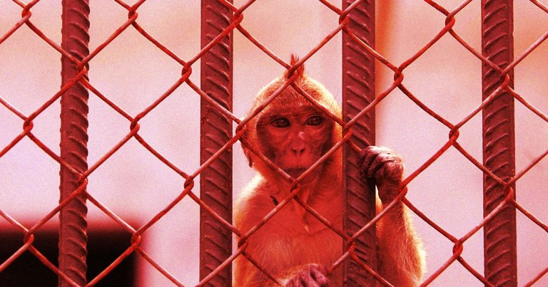 Federal investigators are looking into why, exactly, the cops who captured the escaped monkeys chose to shoot them to death.