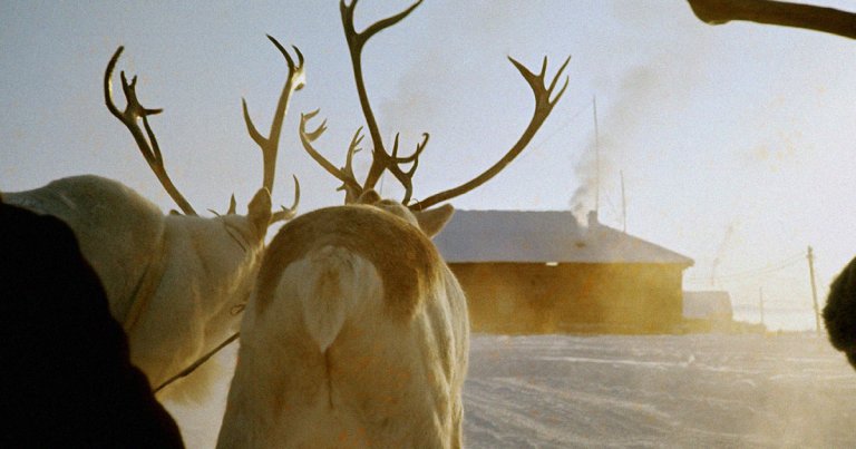 One tour company owner in Lapland, the northernmost region in Finland, went viral after posting her reindeer-powered sled to avoid high gas prices.