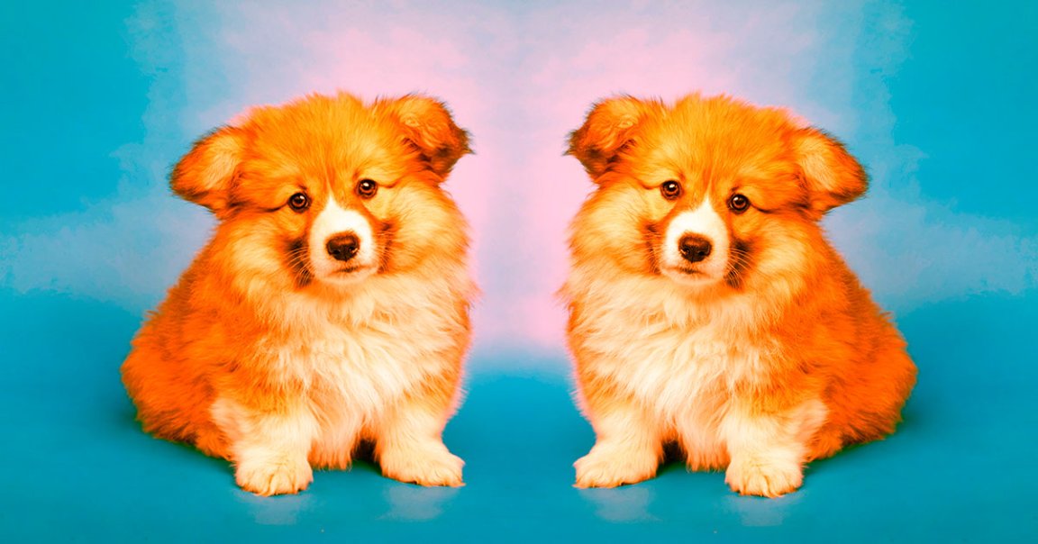 Users behind pet-focused Instagram accounts have begun cloning their pets so they can continue making content after the original one has died.