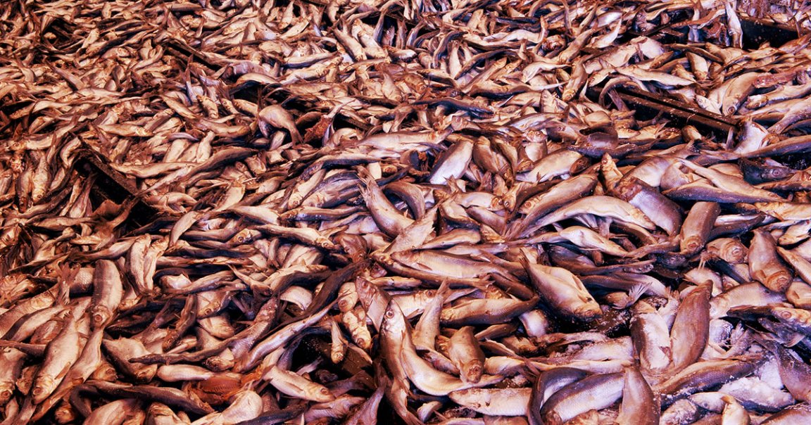 Mass extinction events have ravaged life on Earth at least five times over the last 450 million years or so — and we're now experiencing the sixth.