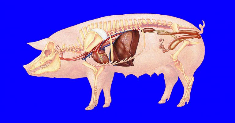 To keep the gene-hacked pig heart beating during the historic operation earlier this month, surgeons used a drug cocktail that includes cocaine.