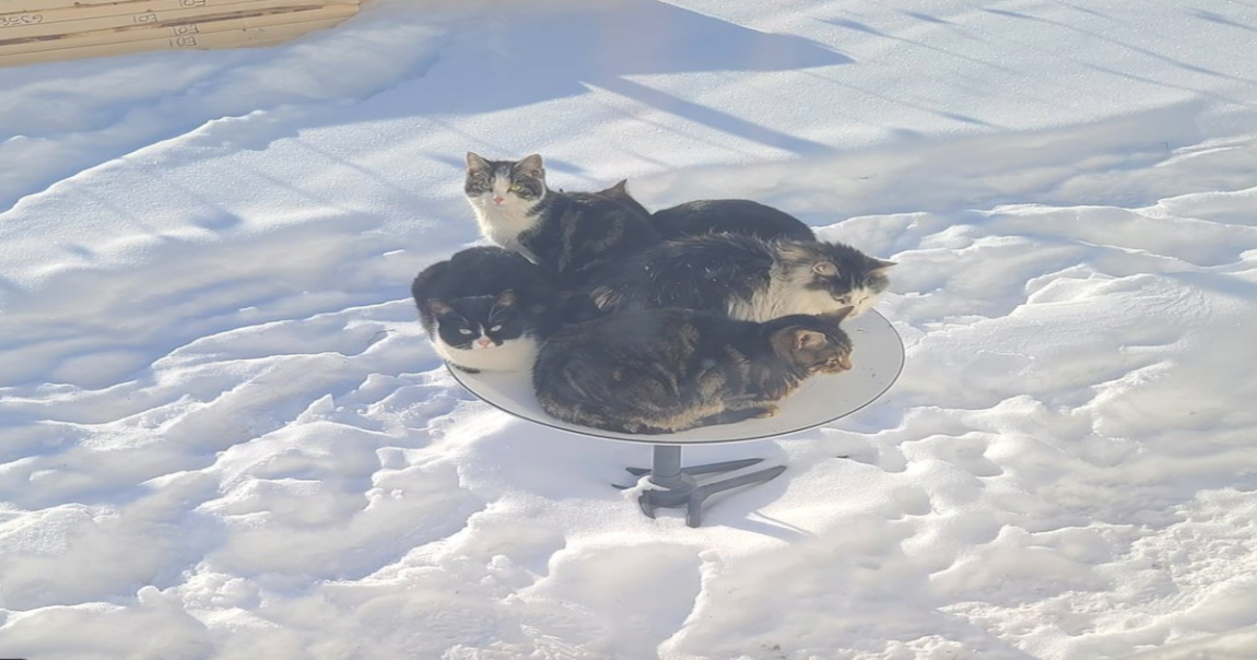 Elon Musk's Starlink internet dishes are attracting local cats on cold days, apparently to stay warm and take advantage of the heat it produces.