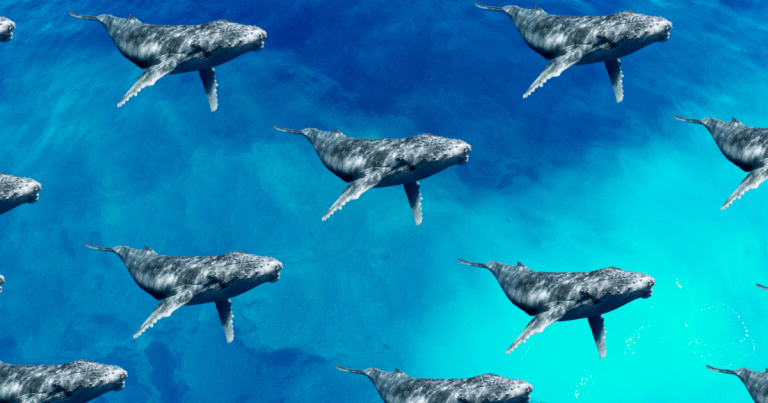 This week, Australian environment minister Sussan Ley announced the removal of the humpback whale species from the endangered wildlife list.