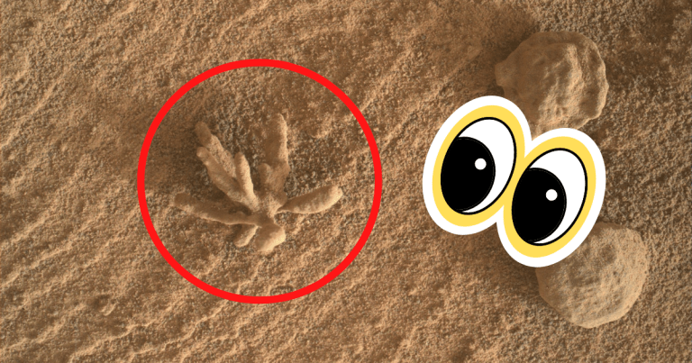 NASA's Curiosity Rover merged six images on Friday to complete a photo of a tiny, microscopic formation on Mars that looks like a flower.