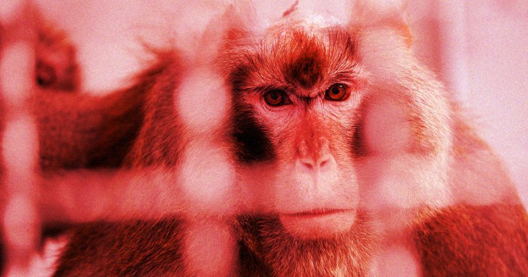 An animal rights advocacy group accuses Neuralink and Elon Musk specifically of facilitating and funding the torture and mutilation of monkeys.