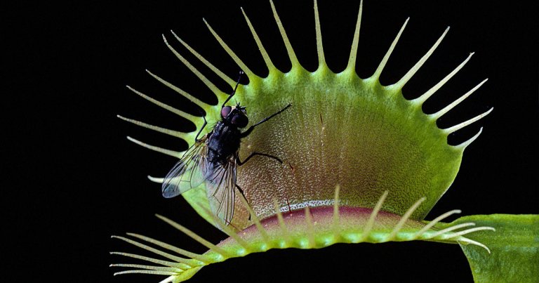 A team of scientists successfully took control over a Venus Flytrap, a cultivated carnivorous plant, by implanting a tiny microchip in it.