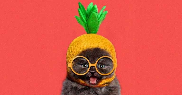 There may be a link between cats and psychosis, according to new reserach from scientists at McGill University in Montreal.