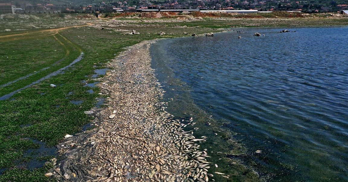 A study published by Princeton co-authors says climate change and carbon emissions are killing ocean and marine life so fast it could cause mass extinction.