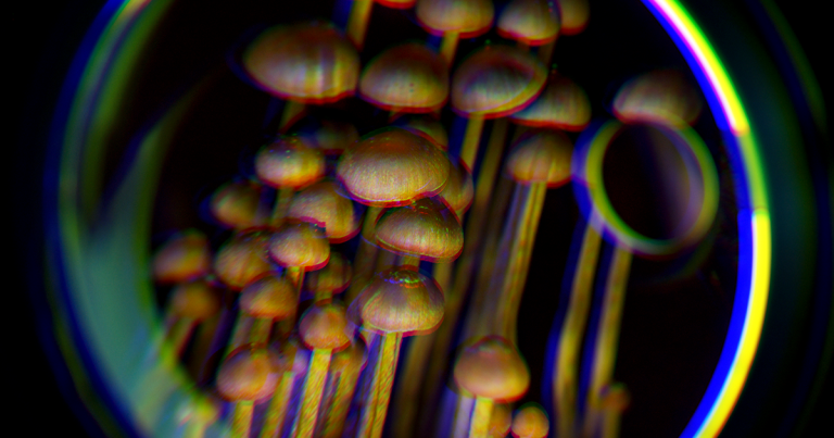 Some users who've taken "magic" mushrooms have experienced "wood-lover's paralysis," also called WLP, and lose control of their body through temporarily.