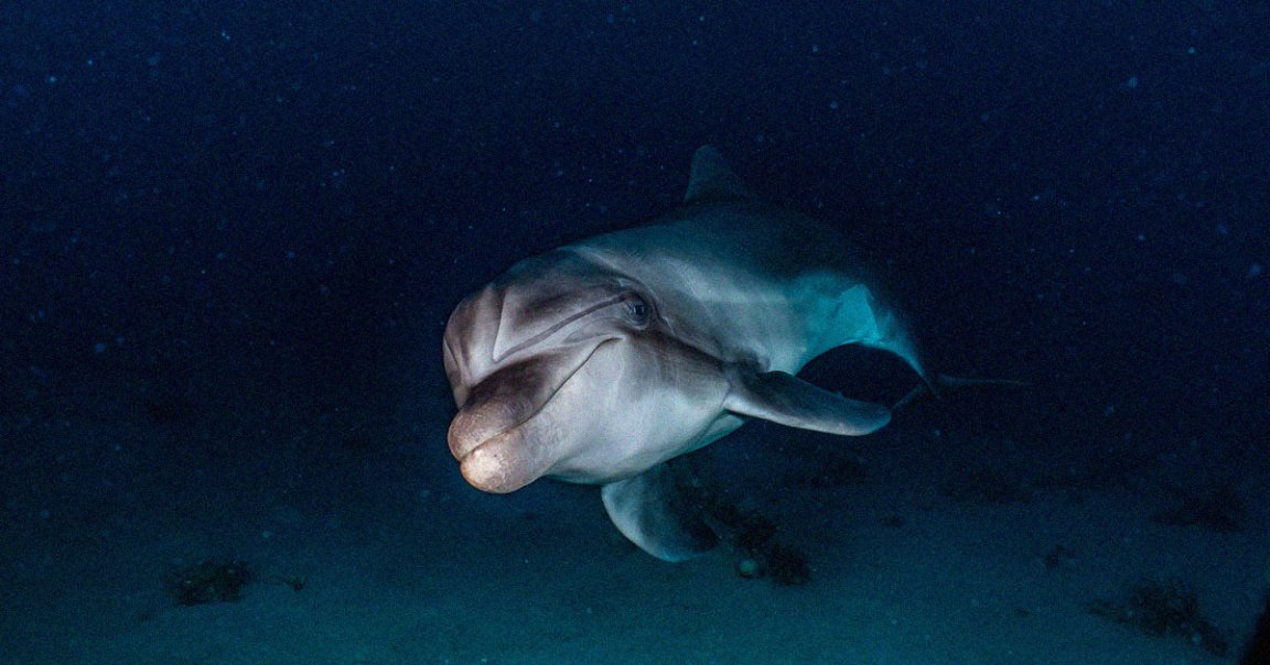 The Russian Navy has reportedly deployed several trained dolphins to defend a naval base at the Sevastopol harbor in southern Ukraine in February.