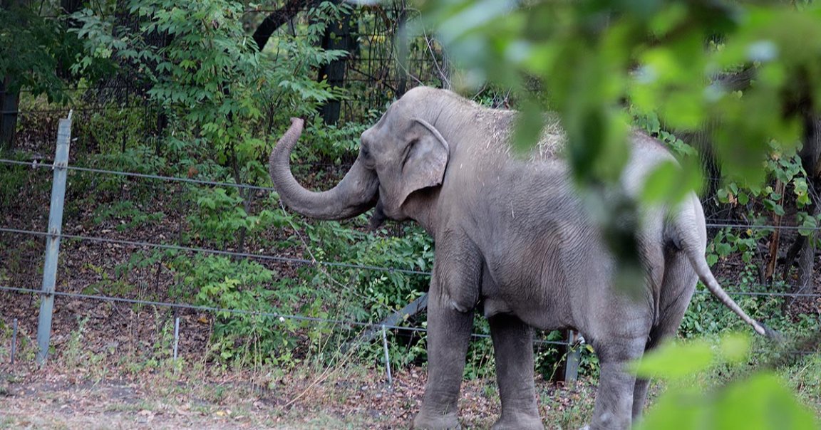A New York elephant named Happy is getting her day in court after activists filed to establish her as a legal person in the eyes of the law.