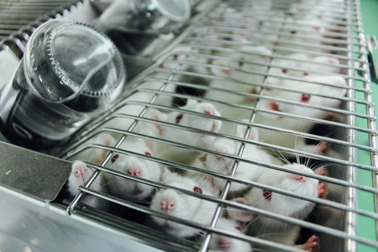 Spinal fluid from young mice appears to make their elders smarter, a new study has found. But don't go rushing to do it yourself.