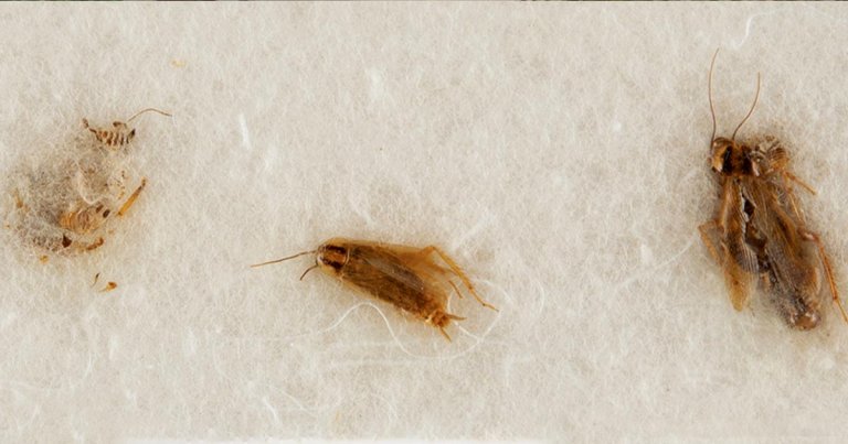 Moon dirt that was digested and recovered from cockroach carcasses probably isn't going to a new home, after all. NASA wants RR Auction to halt its sale.