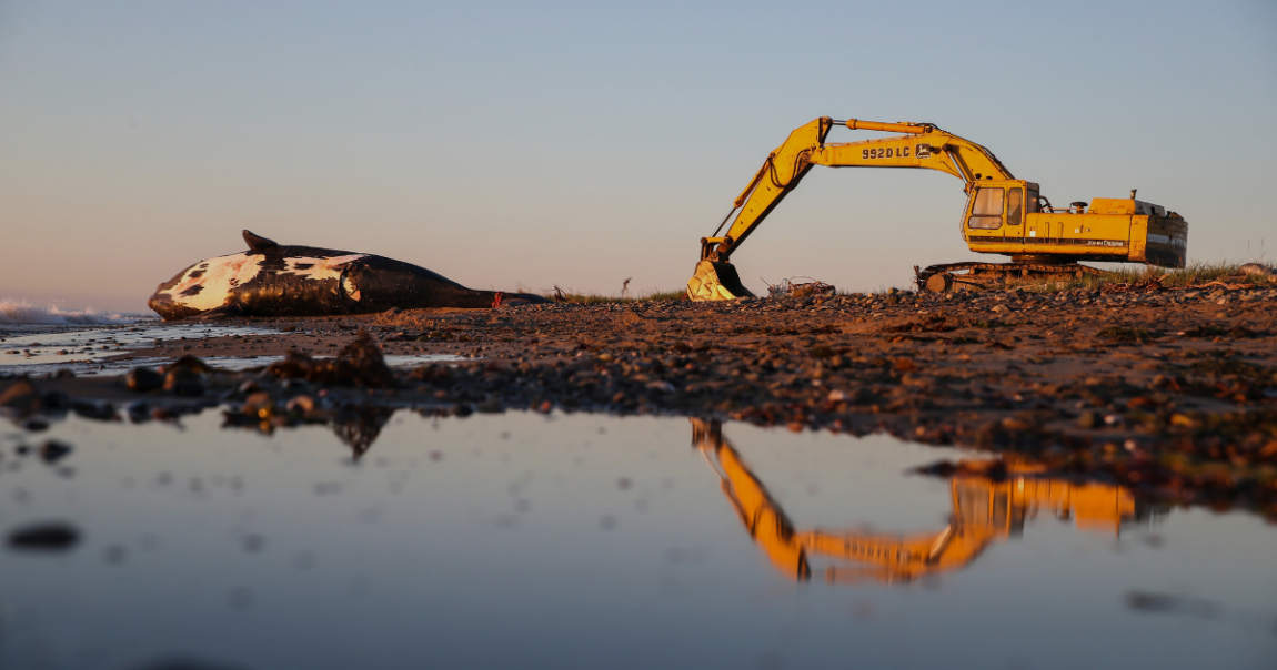 Two robotic buoys will relay location info on North Atlantic right whales back to shore so mariners and the public can help save the endangered species.