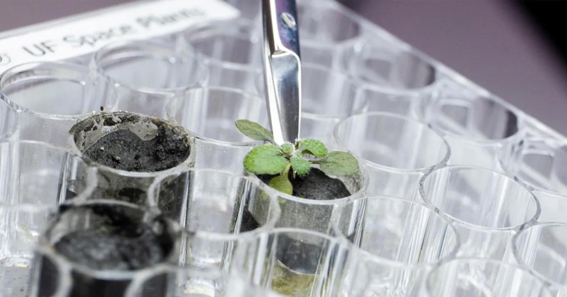 Scientists from the University of Florida say they've successfully grown plants in samples of lunar soil collected during three Apollo missions.