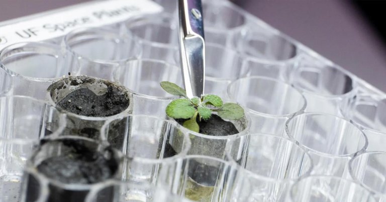 Scientists from the University of Florida say they've successfully grown plants in samples of lunar soil collected during three Apollo missions.