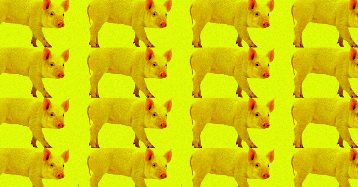 Chinese scientists are reported to have developed a fully-automated, pig-cloning robot, and the AI-powered bot is apparently way more efficient than humans.