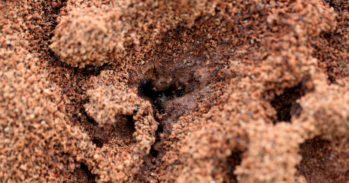 Scientists say they've figured out at least part of North America's invasive, imported fire ant problem by turning a virus that kills them into a weapon.