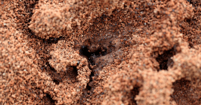 Scientists say they've figured out at least part of North America's invasive, imported fire ant problem by turning a virus that kills them into a weapon.