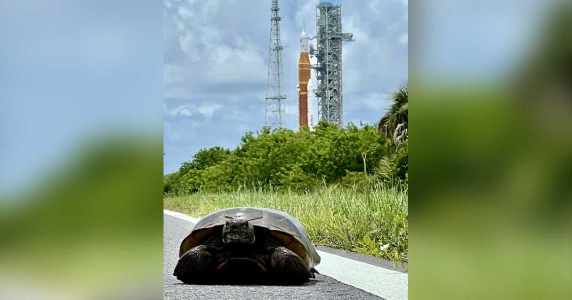 Large Turtle Spotted Near NASA's Mega Moon Rocket