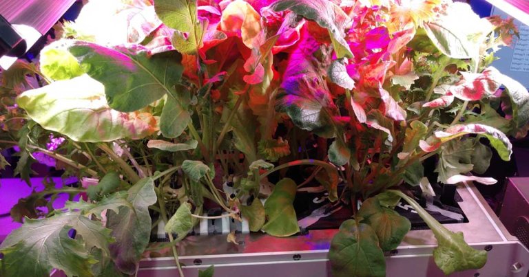 NASA Flight Engineer Jessica Watkins has harvested radishes and mizuna greens aboard the ISS — successfully grown without any soil whatsoever.