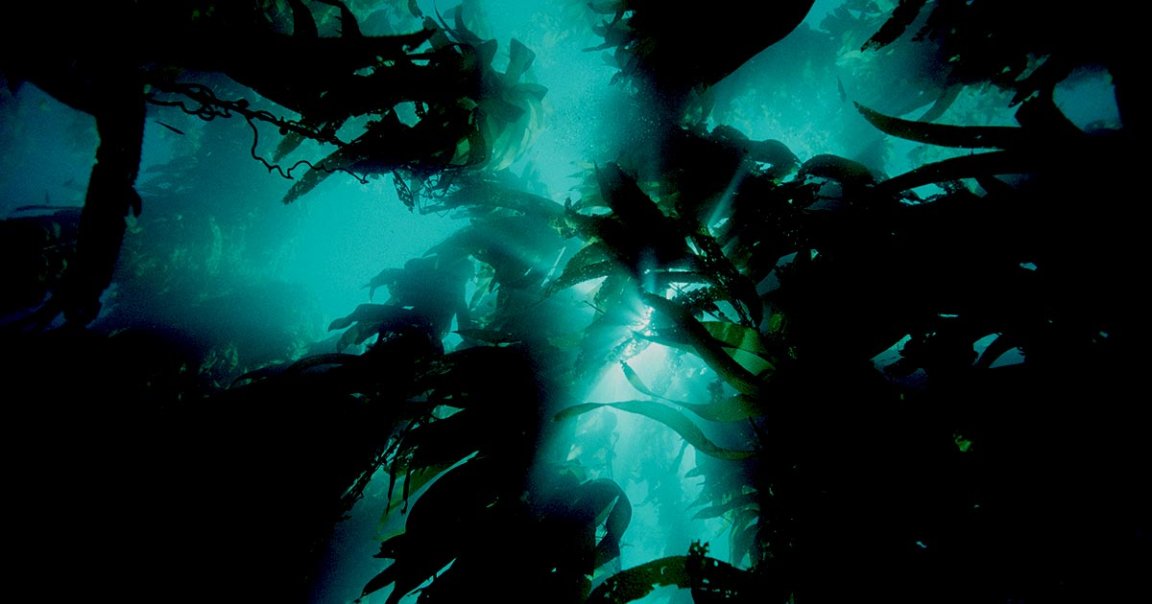 Australian scientists got a fascinating surprise whenthey discovered what appears to be the world's largest organism, living under the ocean.