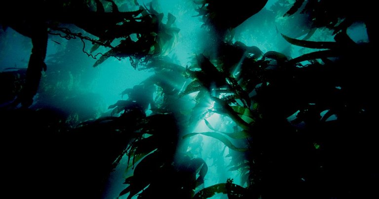 Australian scientists got a fascinating surprise whenthey discovered what appears to be the world's largest organism, living under the ocean.