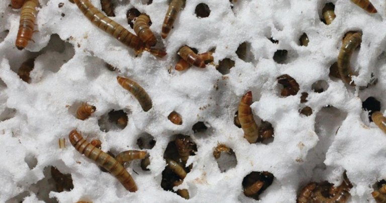 Researchers say superworms, much bigger than a mealworm or wax worm, can eat plastic Styrofoam and survive, and could digest plastic garbage and pollution.