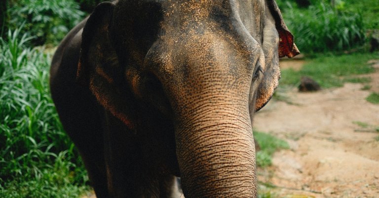 Wild Elephant Reportedly Killed Woman, Returned to Trample Corpse at Funeral