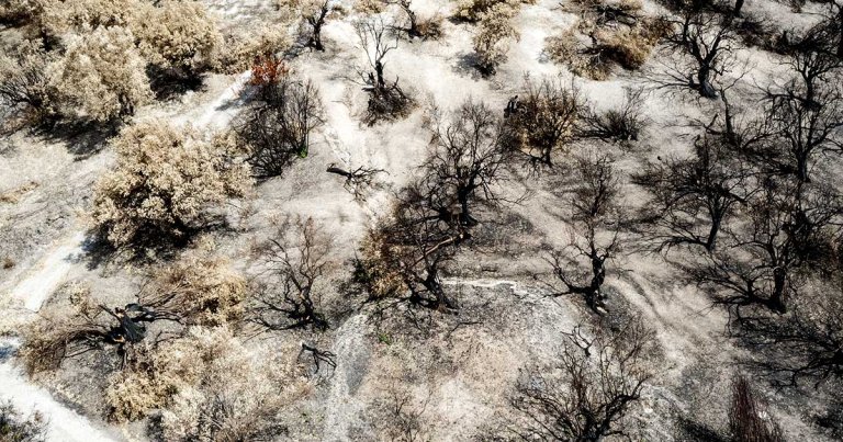 While addressing legislators on Thursday, EU commissioner Maroš Šefčovič warned that "the present drought in Europe could become the worst ever."